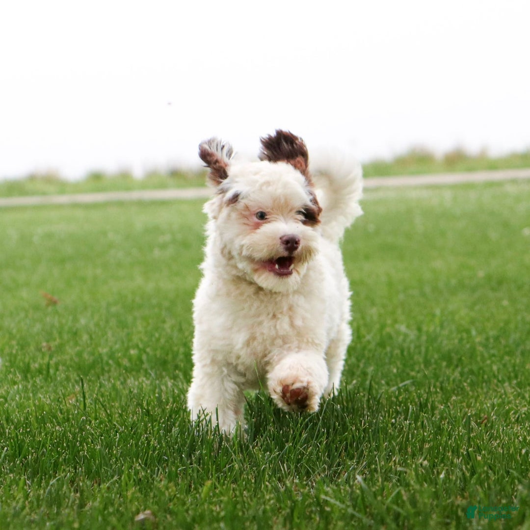 Shihpoo dogs for sale: Billy - Image 20