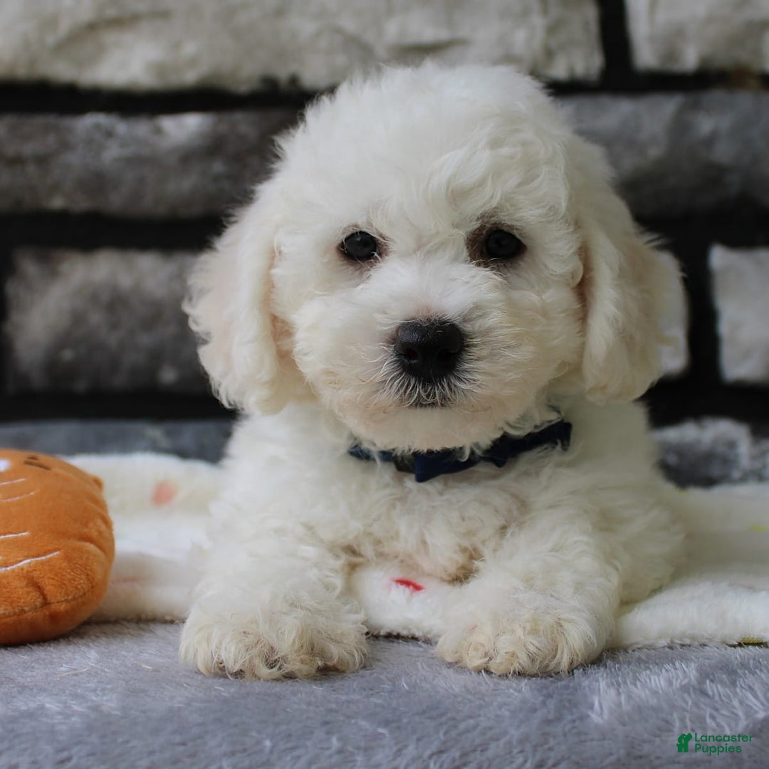 Bichon Frise dogs for sale: Lenny - Image 10