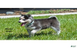 Alaskan Klee Kai dogs for sale: Diesel - Image 2