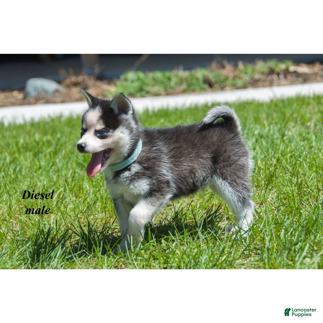 Alaskan Klee Kai dogs for sale: Diesel - Image 2