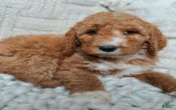 Goldendoodle dogs for sale: Blair - Image 6