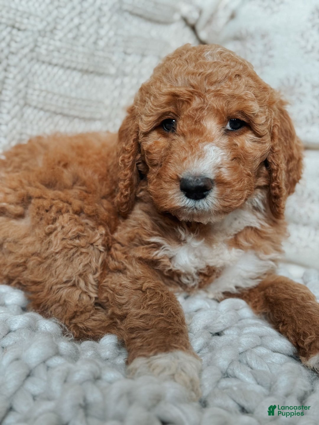 Goldendoodle dogs for sale: Blair - Image 6
