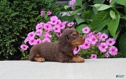 Dachshund dogs for sale: Princess - Image 3