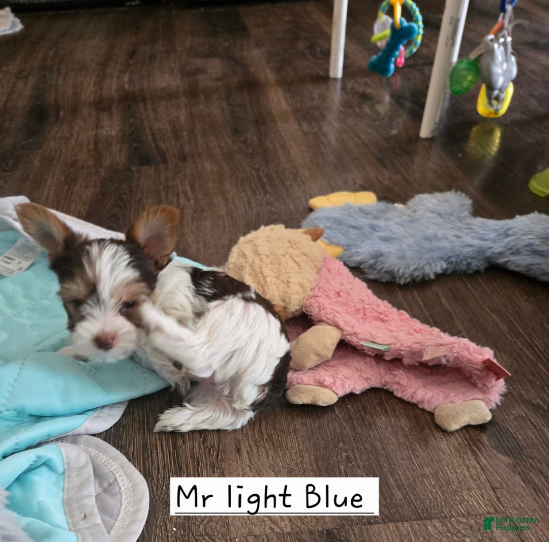 Yorkshire Terrier dogs for sale: Mr Light Blue - Image 4
