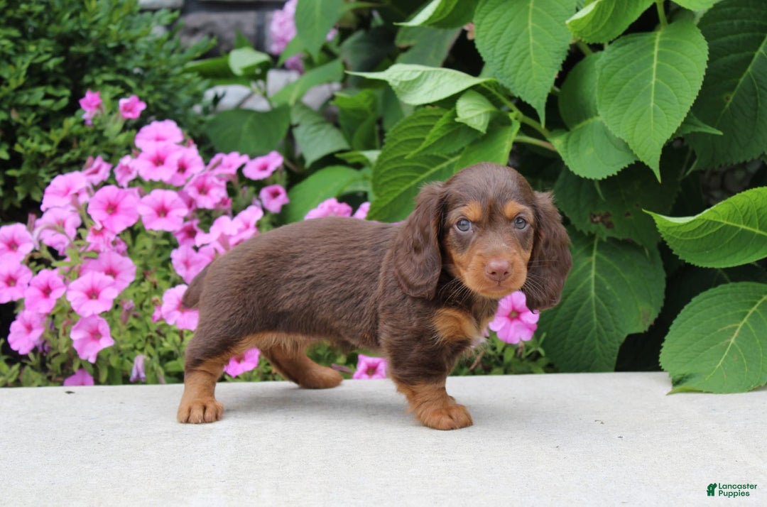 Dachshund dogs for sale: Princess - Image 15