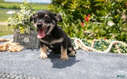 Chihuahua dogs for sale: Button - Image 2