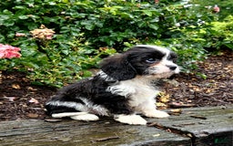 Cavapoo dogs for sale: Cavapoo 6 puppies - Image 4