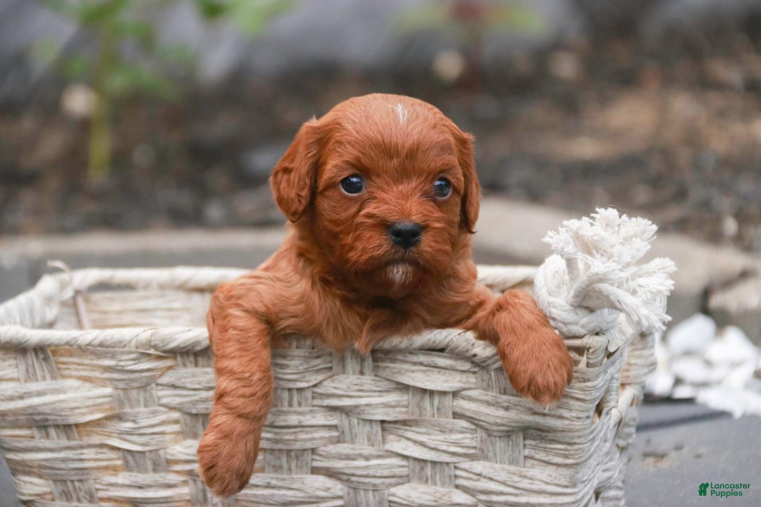 Cavalier King Charles Spaniel dogs for sale: Monty - Image 22