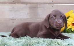 Labrador Retriever dogs for sale: Emmie - Image 7