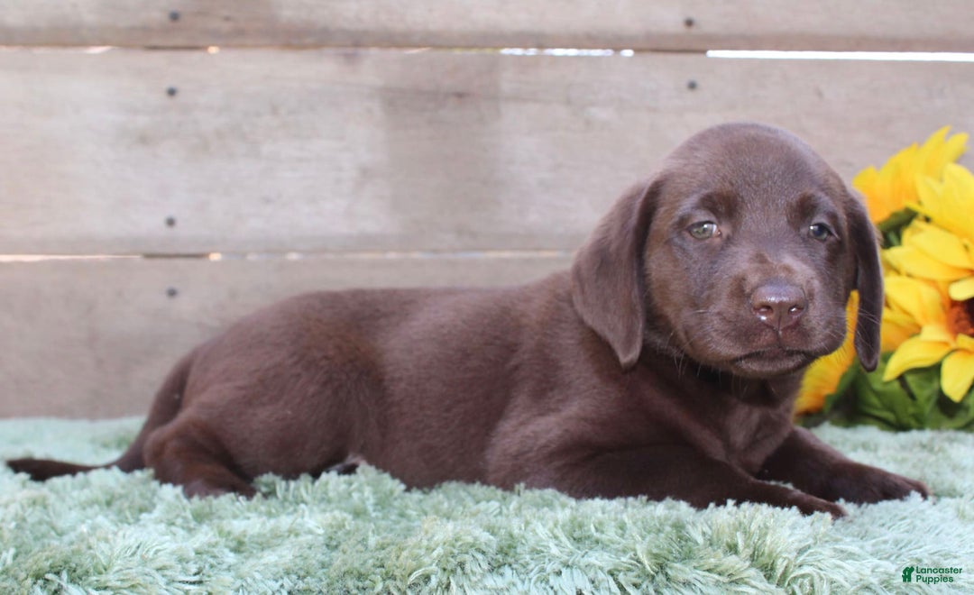 Labrador Retriever dogs for sale: Emmie - Image 7