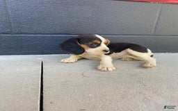 Beaglier dogs for sale: Beaglier 9 puppies - Image 4