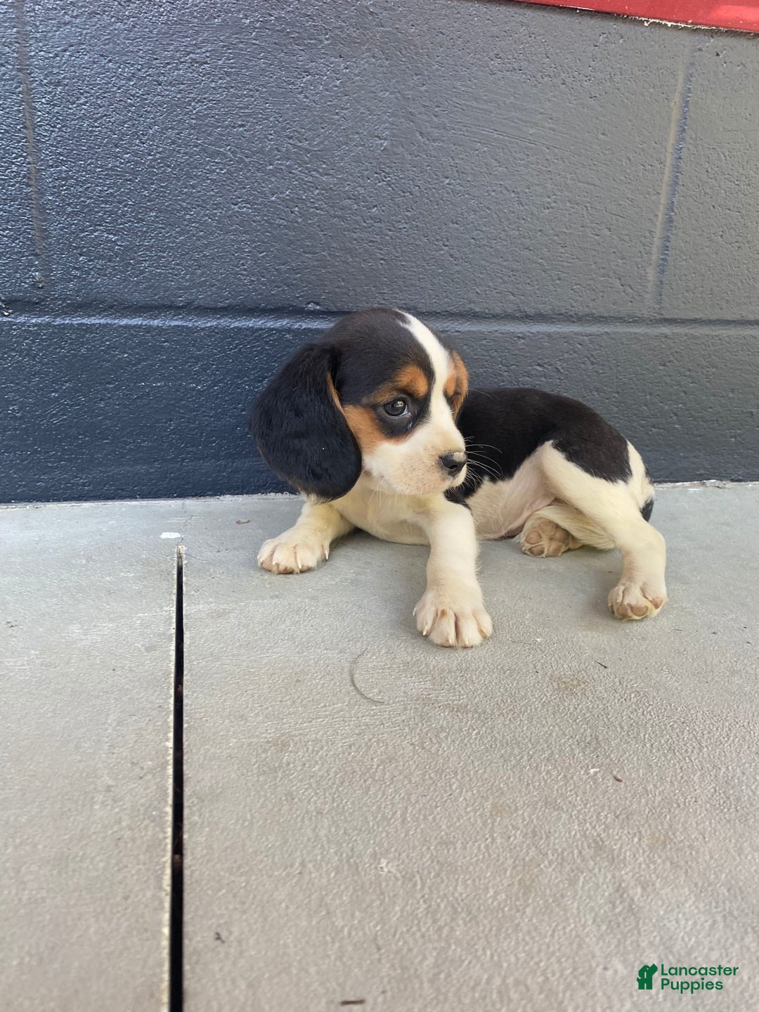 Beaglier dogs for sale: Beaglier 9 puppies - Image 4