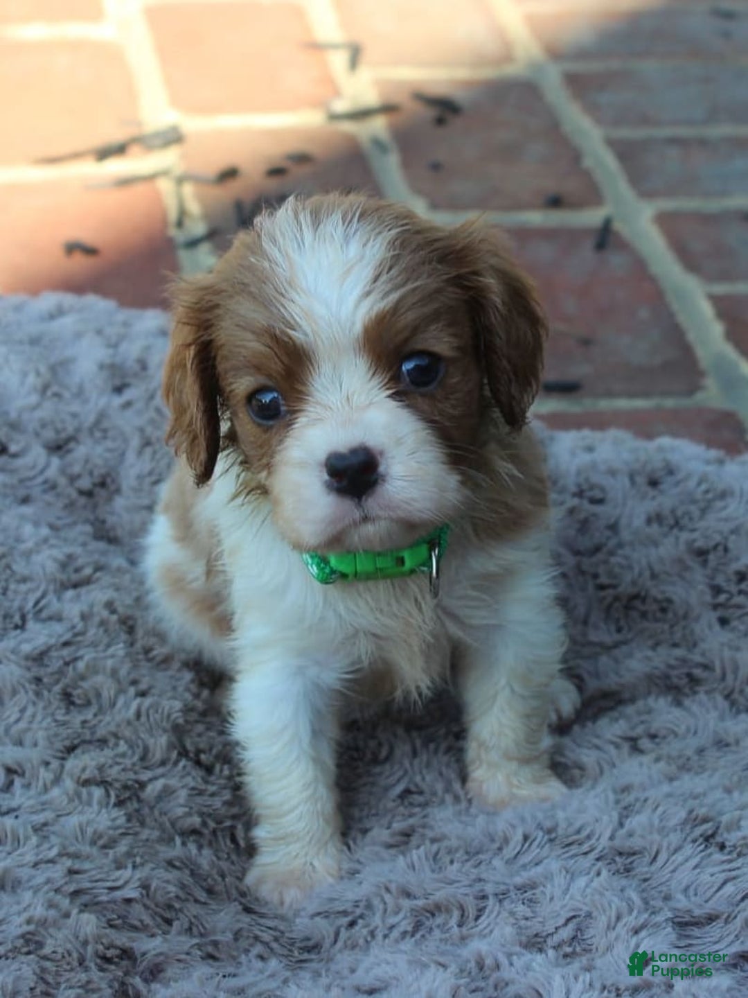 Cavalier King Charles Spaniel dogs for sale: Max - Image 2