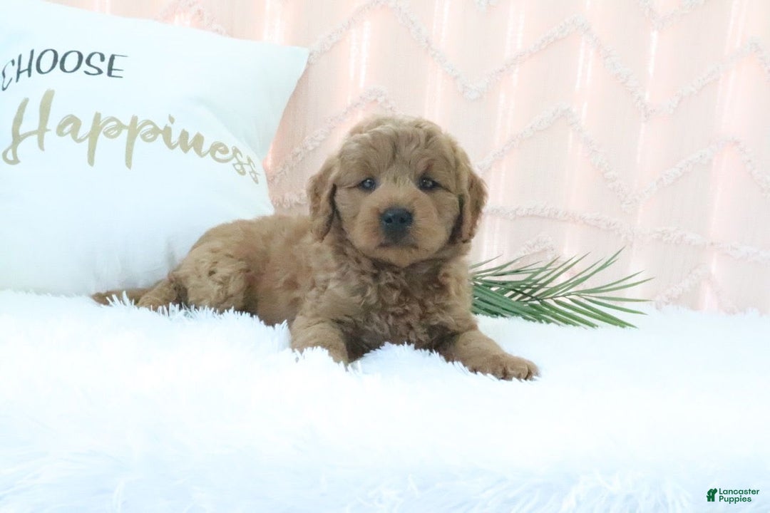  dogs for sale: Mini Goldendoodle 4 puppies - Image 7
