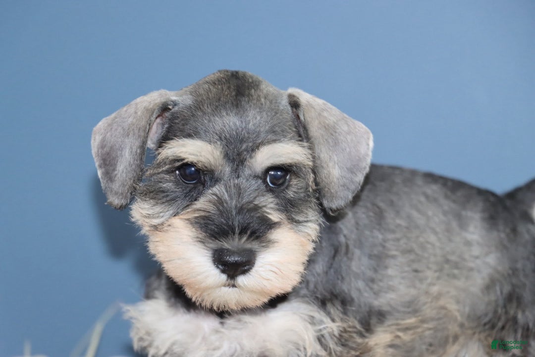 Miniature Schnauzer dogs for sale: Anna - Image 2