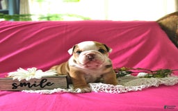 English Bulldog dogs for sale: Kathy - Image 6