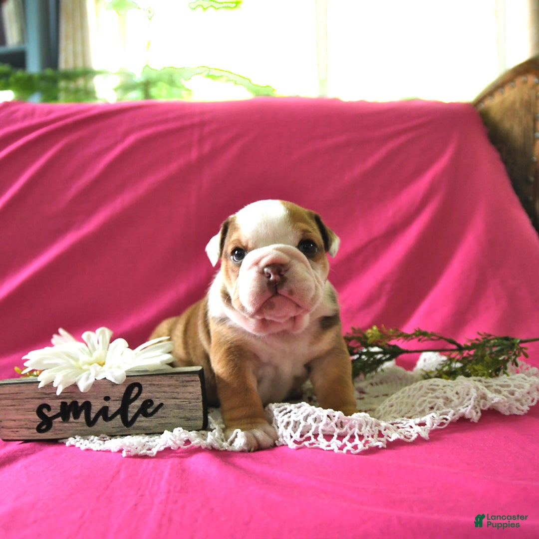 English Bulldog dogs for sale: Kathy - Image 6