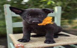 German Shepherd dogs for sale: Tracy - Image 2