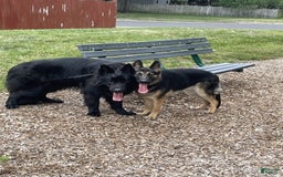 German Shepherd dogs for sale: Luna - Image 9