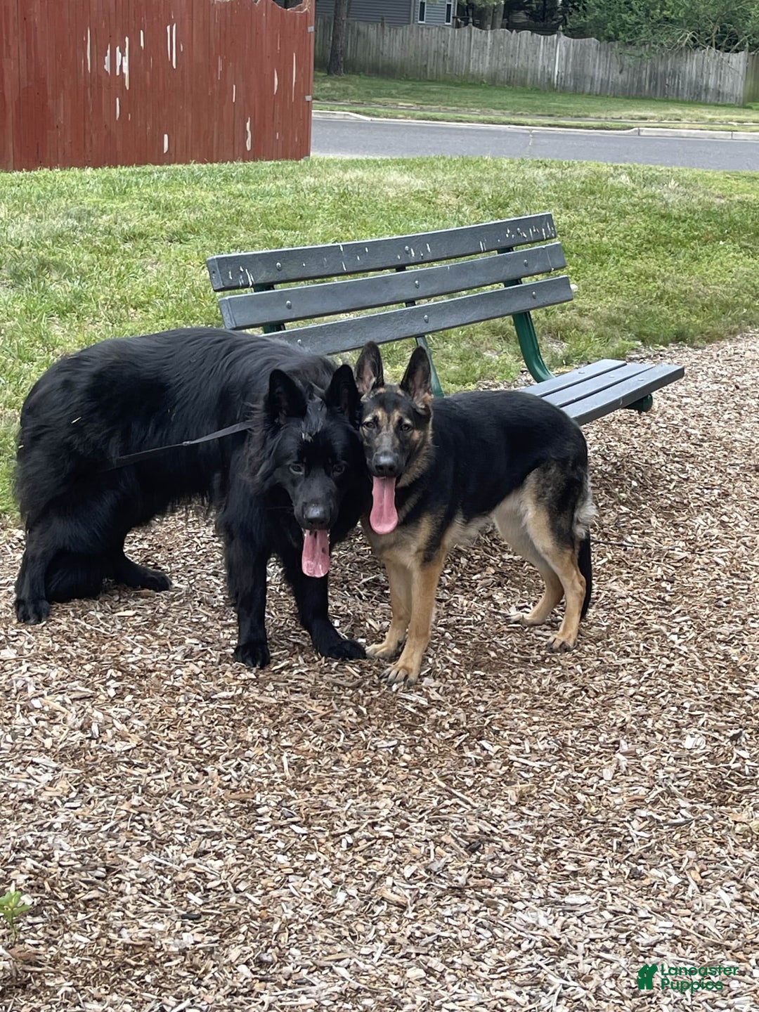German Shepherd dogs for sale: Luna - Image 9