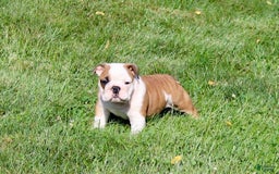 English Bulldog dogs for sale: Winston - Image 5