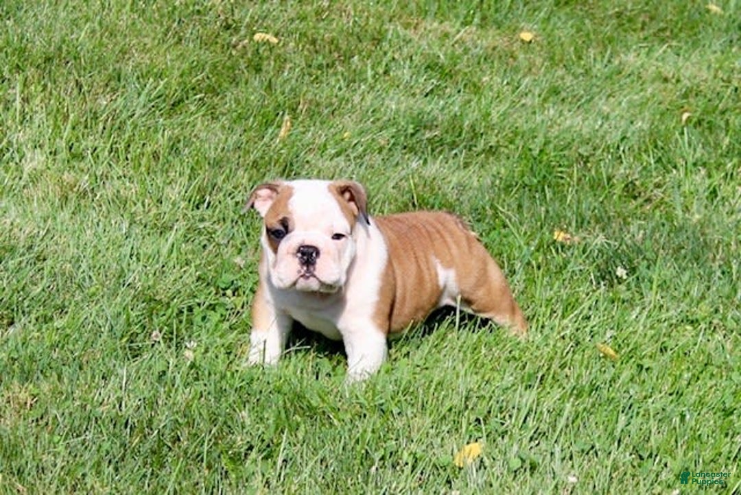 English Bulldog dogs for sale: Winston - Image 5