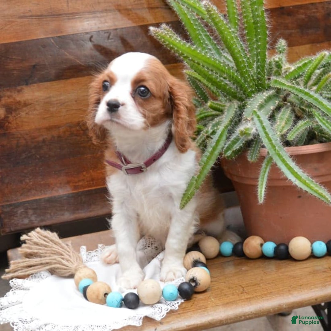 Cavalier King Charles Spaniel dogs for sale: Destiny - Image 7