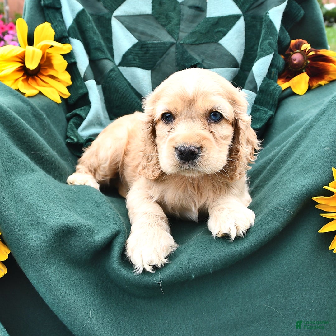 Cocker Spaniel dogs for sale: Kendal - Image 1