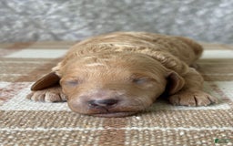 Standard Poodle dogs for sale: Lilo - Image 2