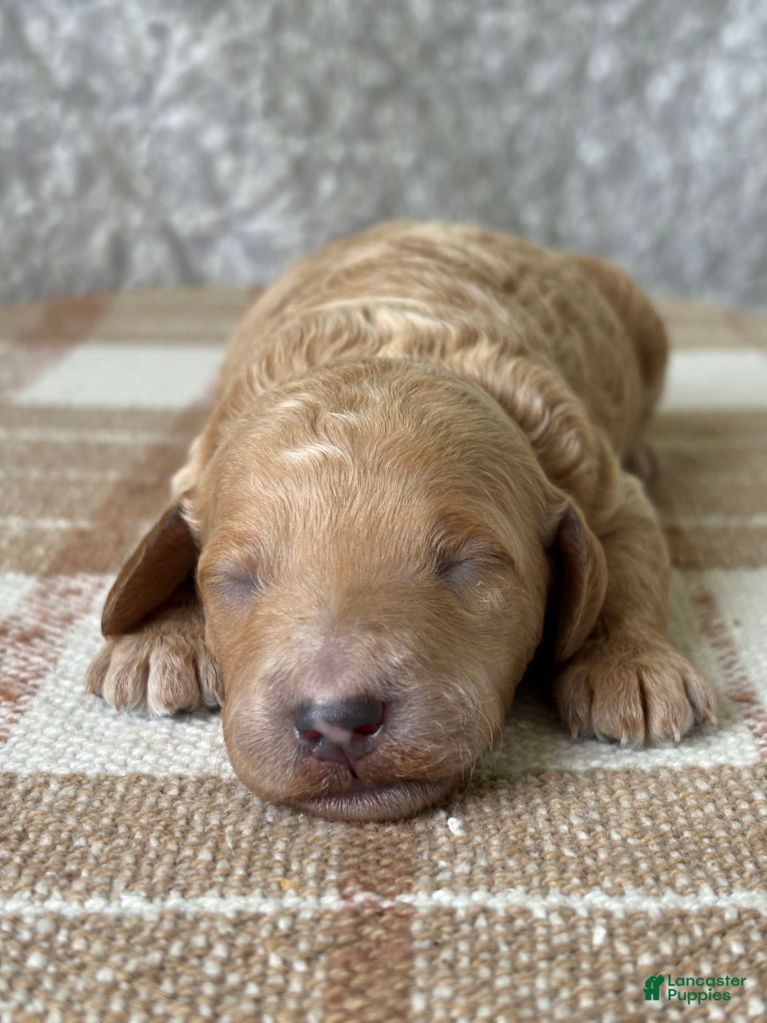 Standard Poodle dogs for sale: Lilo - Image 2