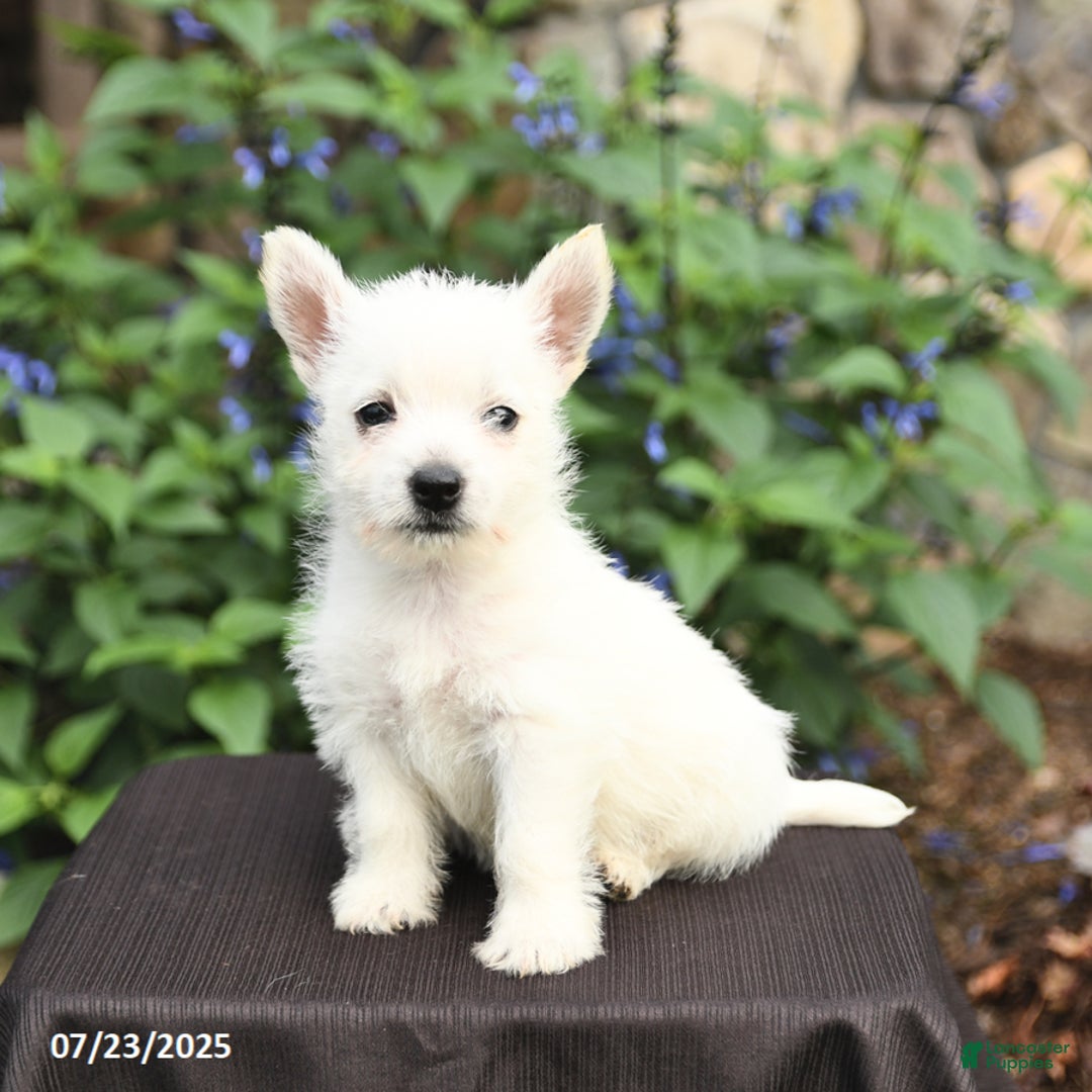 West Highland Terrier dogs for sale: Diane - Image 1