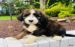 Bernedoodle dogs for sale: 🌸strawberry Shortcake - Image 9
