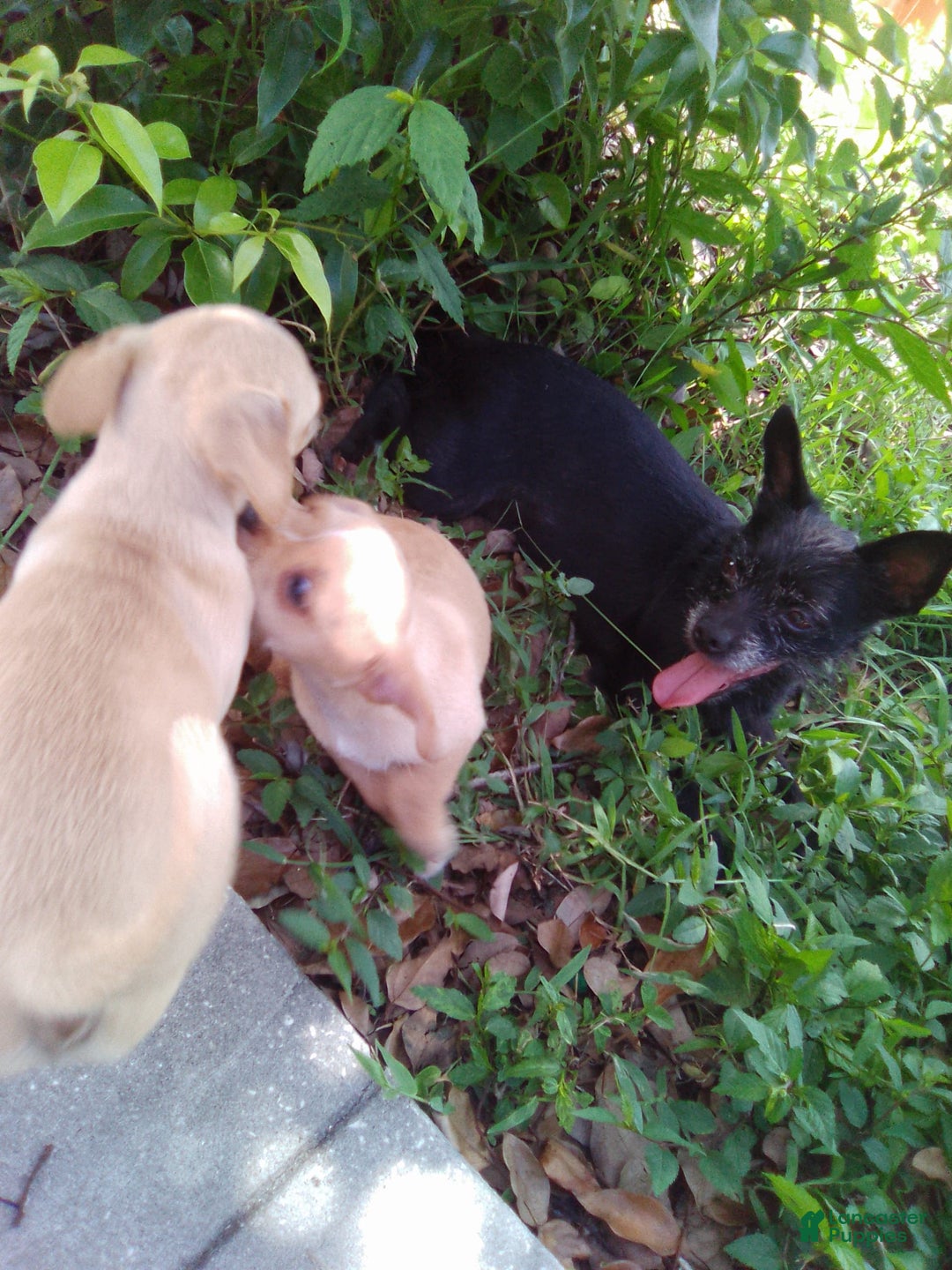 Chihuahua dogs for sale: Slim - Image 5