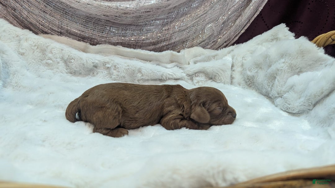 Cavapoo dogs for sale: Zeus - Image 11