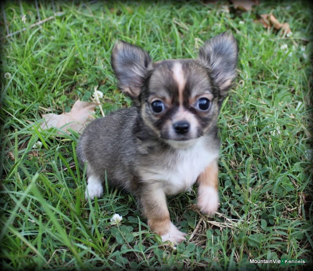 Chihuahua dogs for sale: Petite Lonhair Ora - Image 1