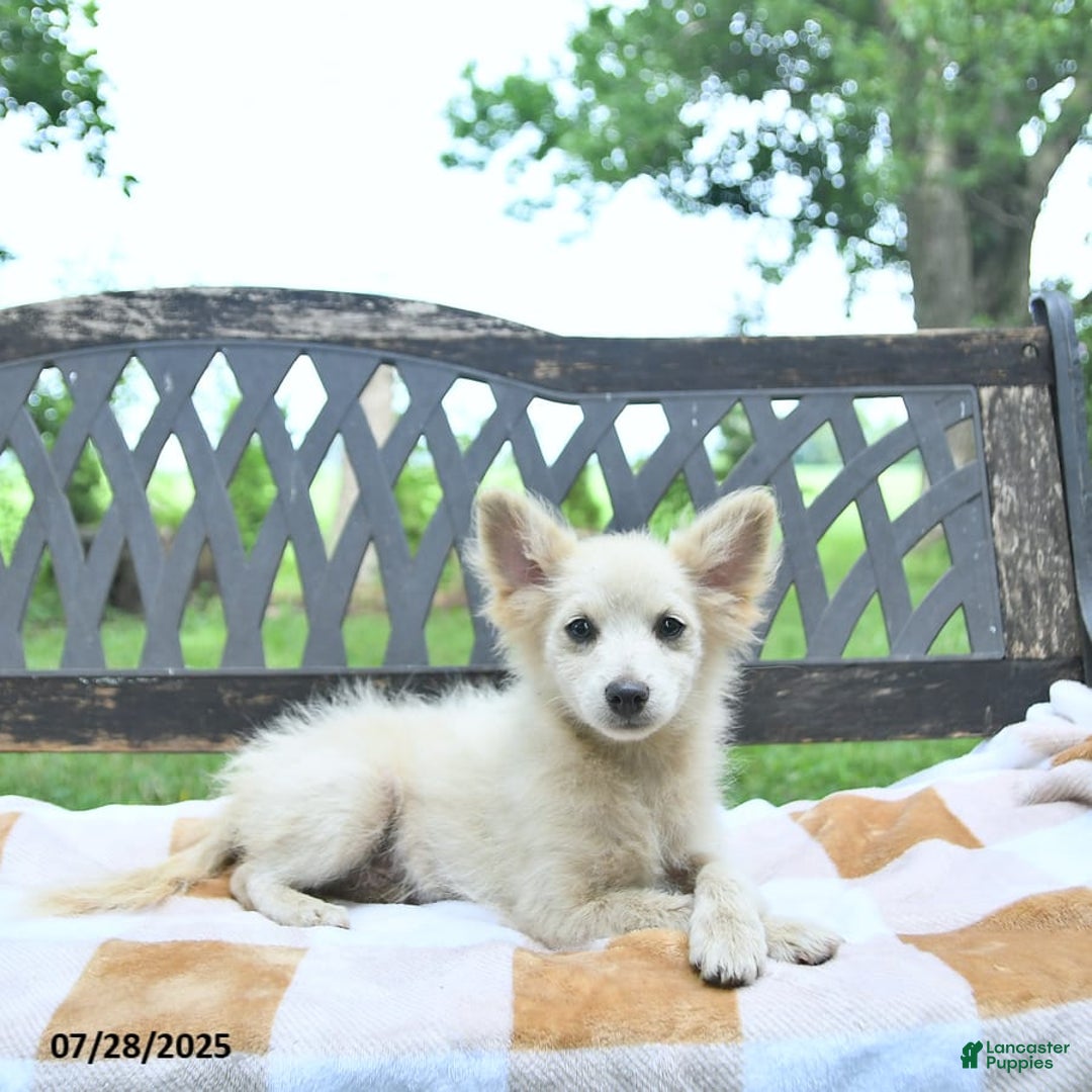 Pomeranian dogs for sale: Viking - Image 6