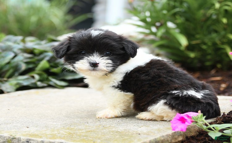 Malshi dogs for sale - Ad 4