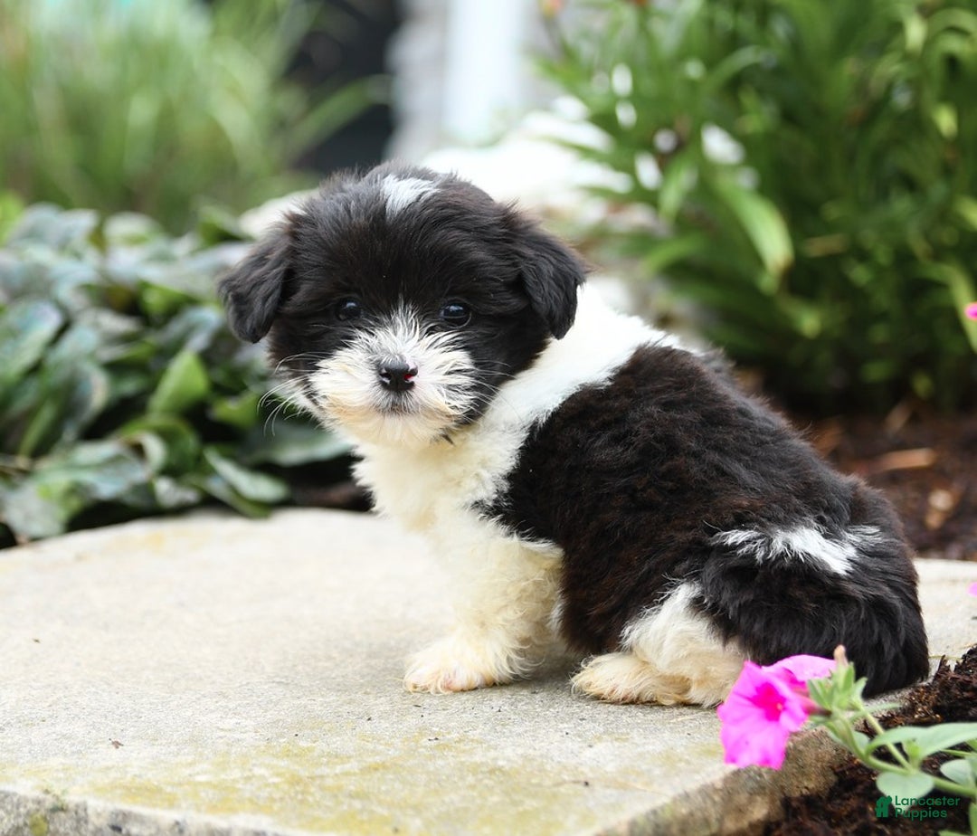Malshi dogs for sale: Cookies N Cream - Image 1