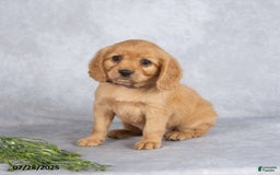 Miniature Golden Retriever dogs for sale: August - Image 2