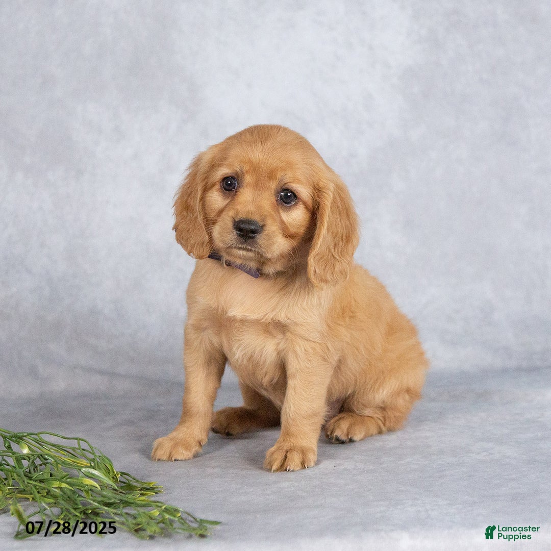 Miniature Golden Retriever dogs for sale: August - Image 2
