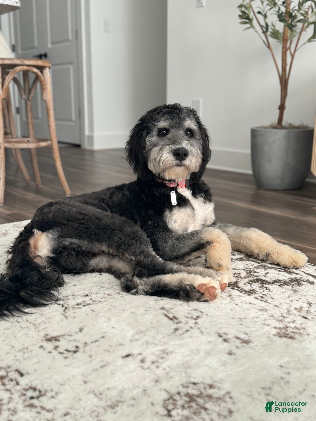 Bernedoodle dogs for sale: F1b Standard Bernedoodle - Image 13