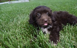 Havapoo dogs for sale: Armani - Image 5