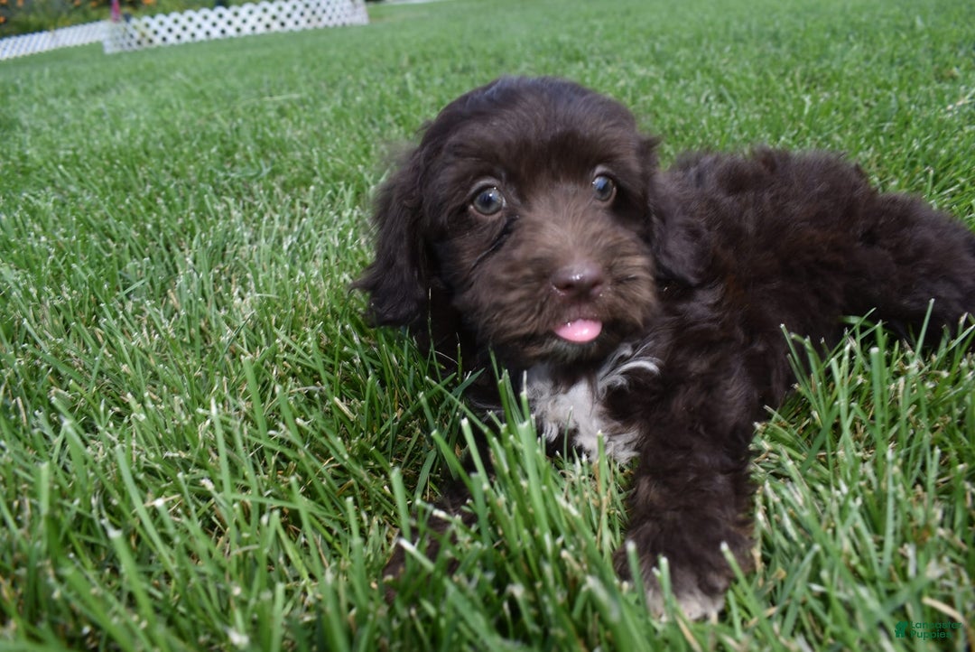 Havapoo dogs for sale: Armani - Image 5
