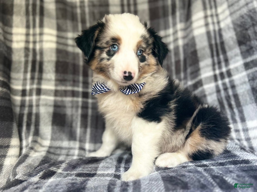Miniature Australian Shepherd dogs for sale: Skeeter - Image 4