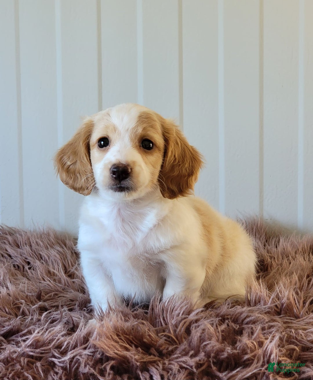 Miniature Dachshund dogs for sale: Rollie - Image 9