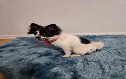 Pomeranian dogs for sale: Mili - Image 5
