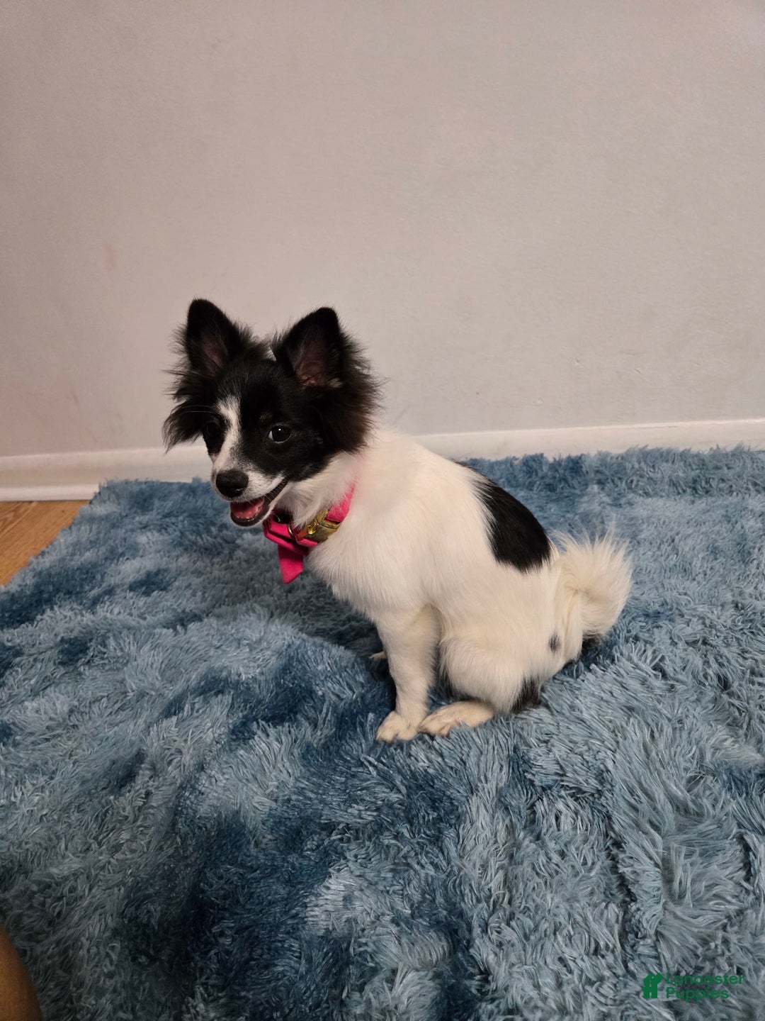 Pomeranian dogs for sale: Mili - Image 5