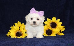 Bichon Frise dogs for sale: Unicorn - Image 3