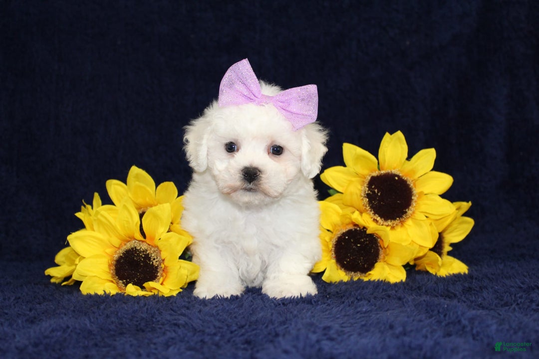 Bichon Frise dogs for sale: Unicorn - Image 3