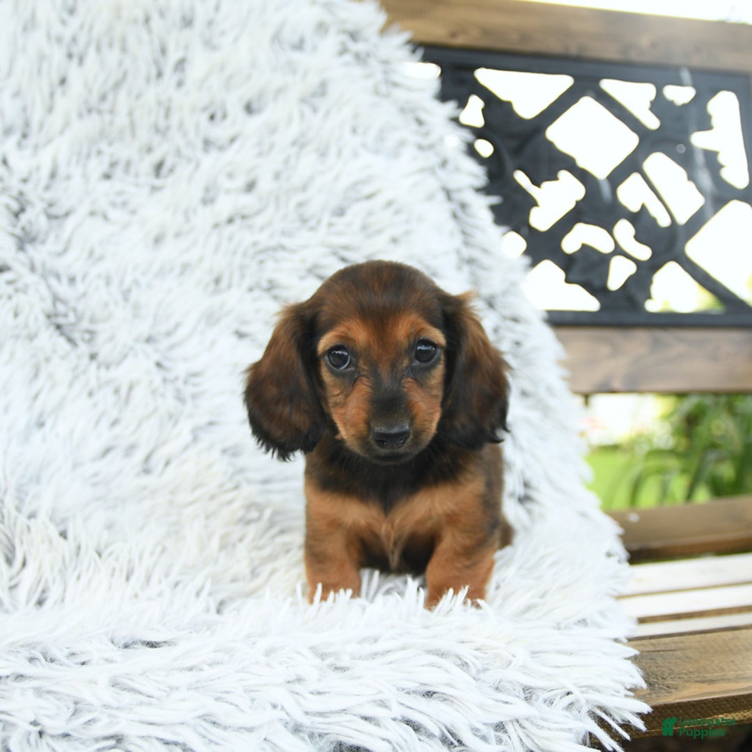 Miniature Dachshund dogs for sale: Beth - Image 5